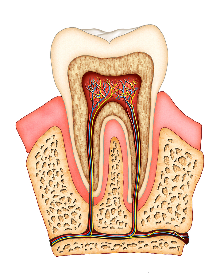 Root Canals | Dentist In Columbia, MO | Columbia Center for Dentistry